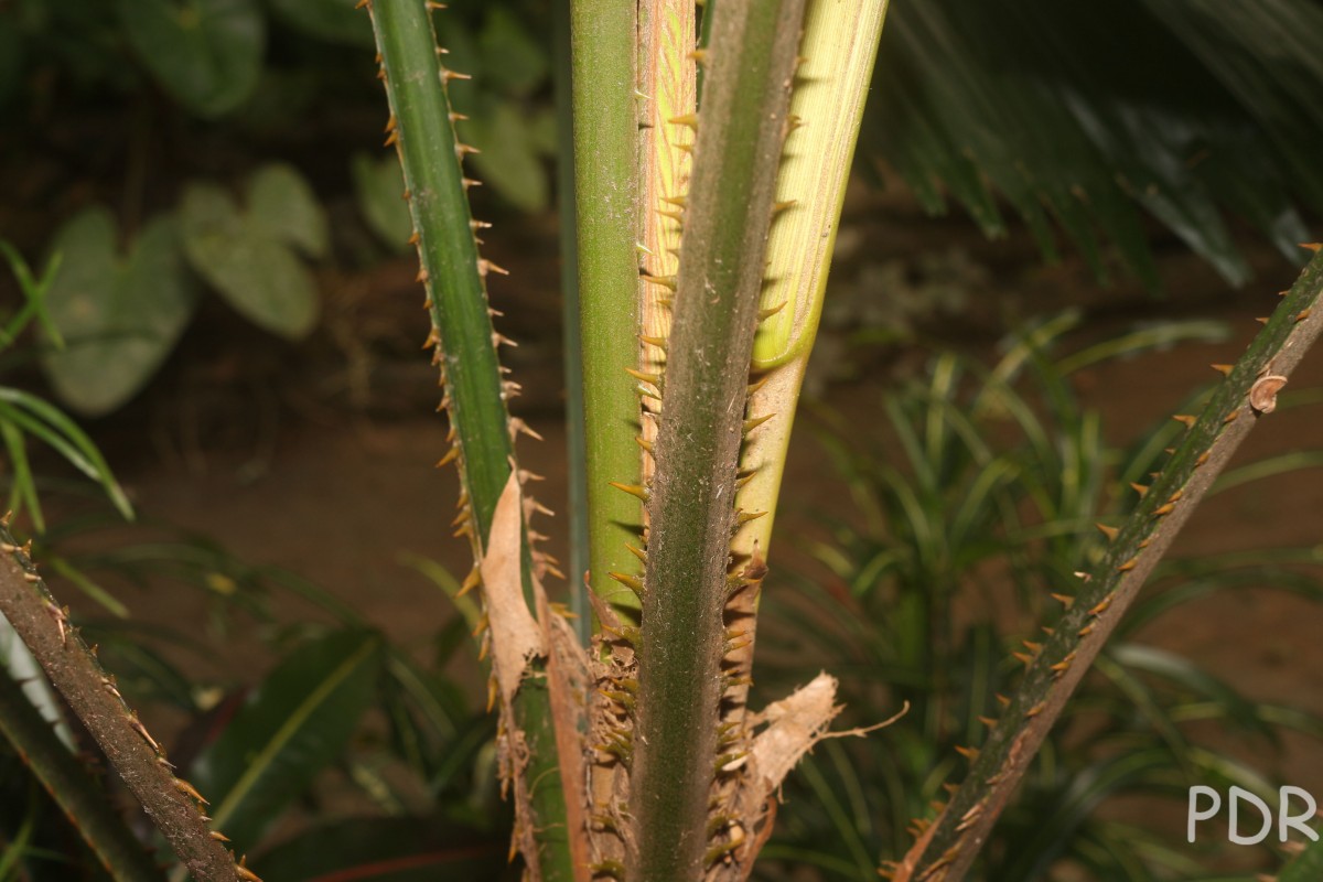 Licuala grandis (T.Moore) H.Wendl.